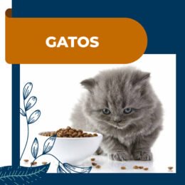 Alimentos para Gatos