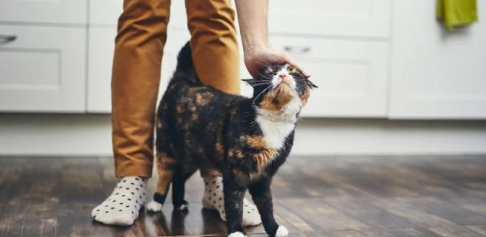Las claves para entender qué quiere decir nuestro gato