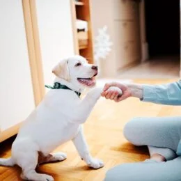 como_educar_a_un_cachorro_21092_orig