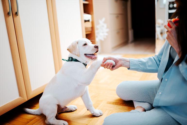 que trucos para adiestrar a tu perro