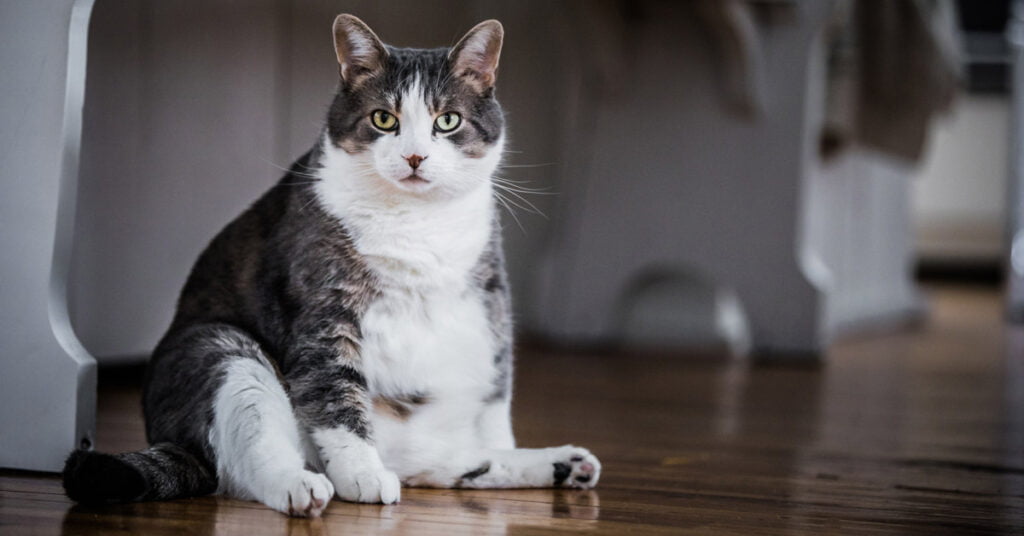 ¿Los gatos se engordan después de castrarlos o esterilizarlos?