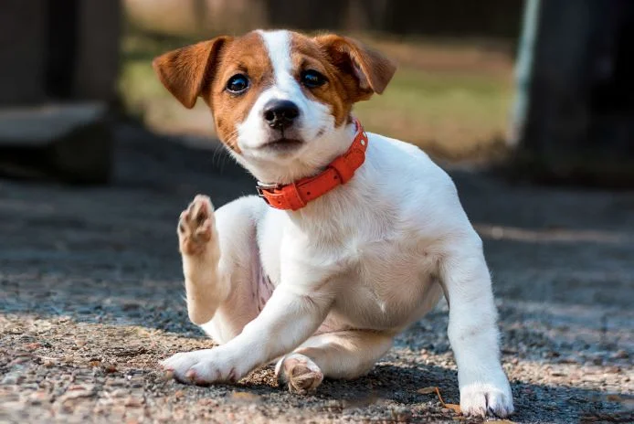 que hacer si el perro tiene pulgas