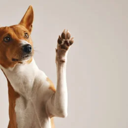 Aprendé a descifrar las señales de tu perro - Veterinaria Aguará