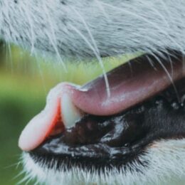 Limpieza-dental-canina-Veterinaria-Aguara-Posadas-Misiones-Blog