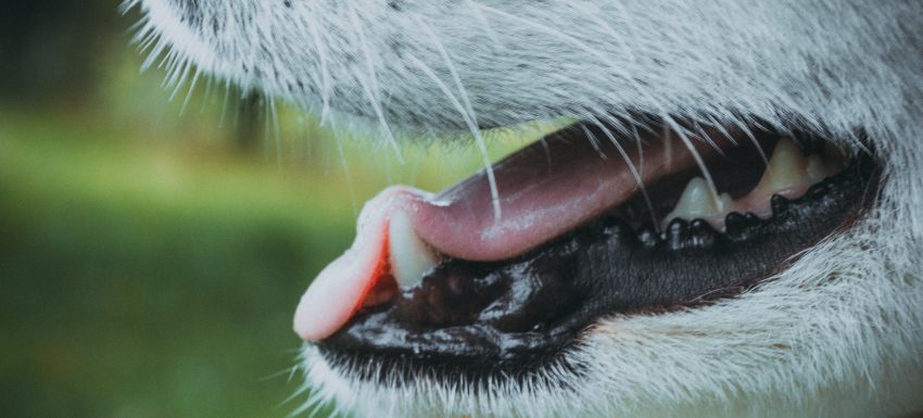 Limpieza-dental-canina-Veterinaria-Aguara-Posadas-Misiones-Blog