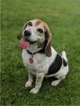 5-tips-para-cuidar-a-tus-mascotas-de-la-pirotecniaRecurso-2-1