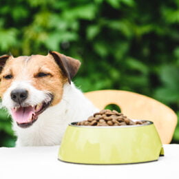 5 Consejos para elegir el mejor alimento para tu perro - Veterinaria Aguará