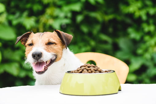 5 Consejos para elegir el mejor alimento para tu perro - Veterinaria Aguará